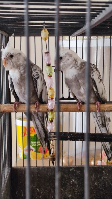 Птица карелла 2 штуки