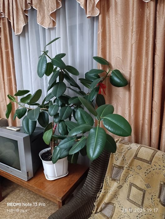 Продам фикус Бенджамина