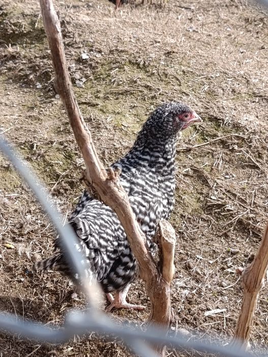 Амрокс,амрокс,амрокс