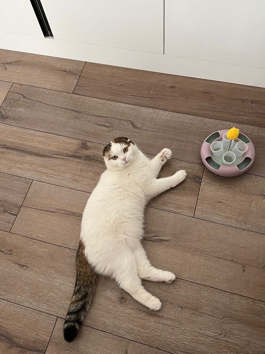 кошка шотландская вислоухая