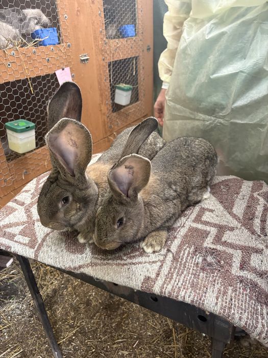 Masculi Urias German