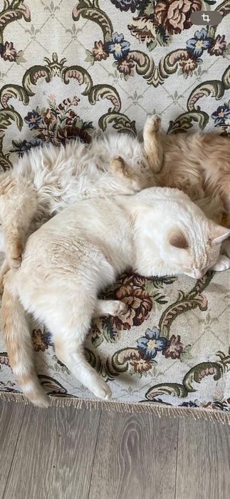 Пропали два кота