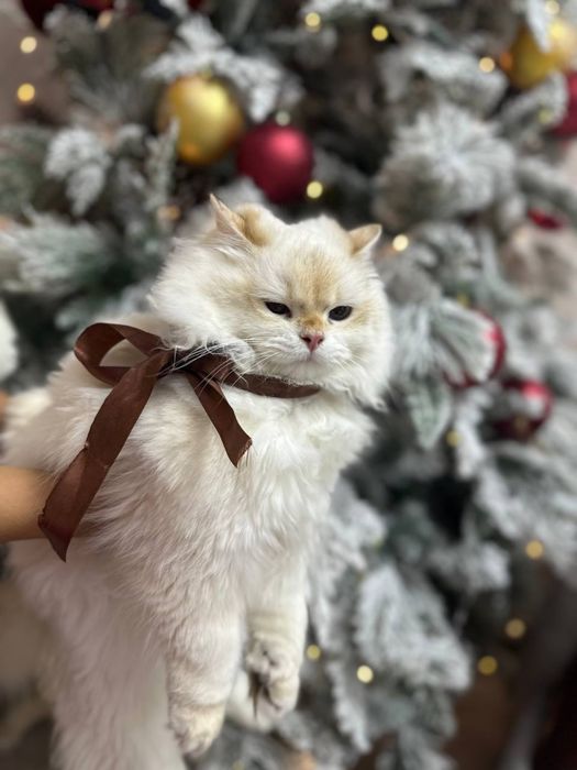 Britanskiy shinshilla Ko’k ko’zli