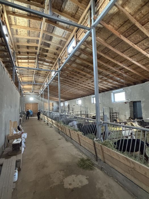 Табиғи ешкі сүті / Натуральное козье молоко