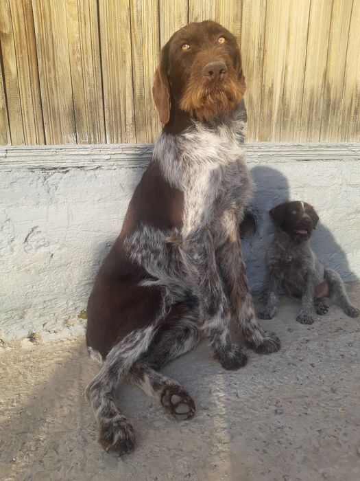 Продам щенка Дратхаара