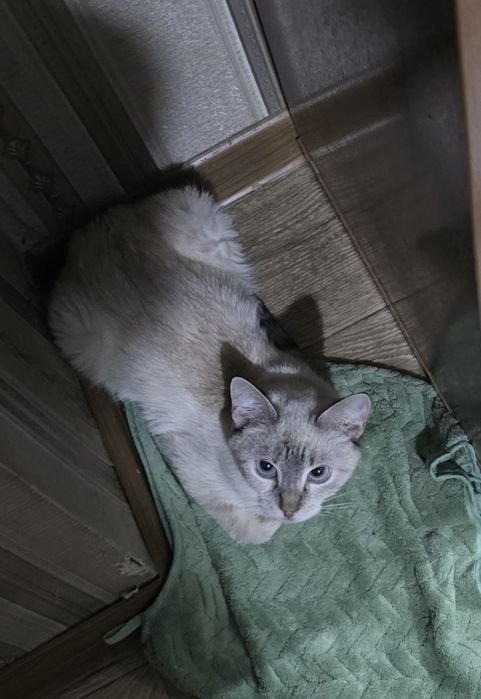 Тайская Табби Поинт кошка