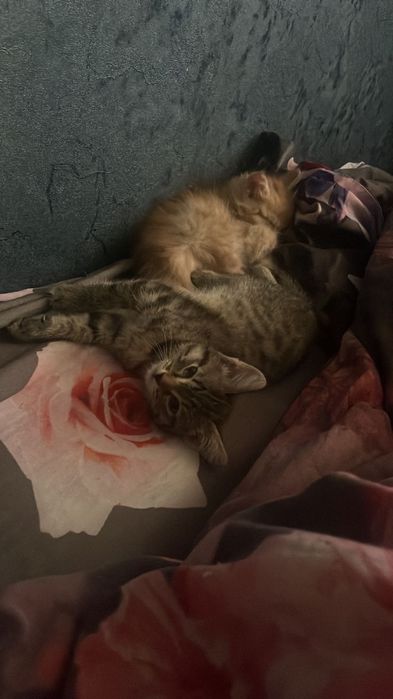 Отдам котенка в добрые руки