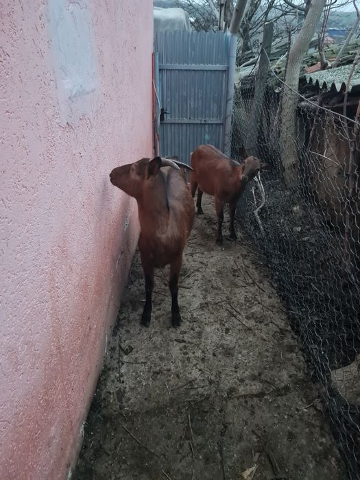 Vând 2 capre Alpin Francez