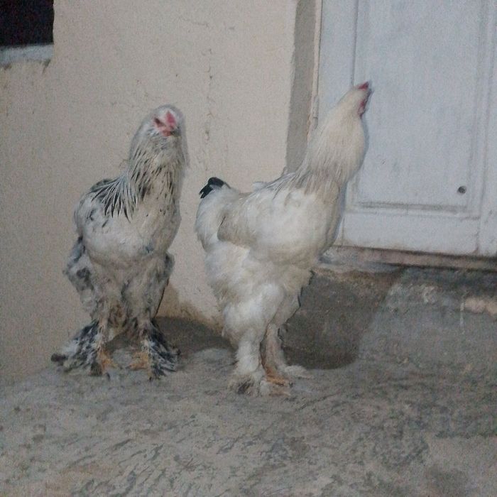 Kamimibor ikyuzmi  kami bor