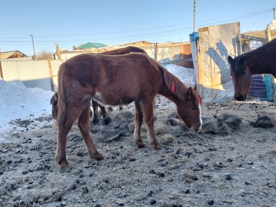 Ұрғашы жабағы сатылады