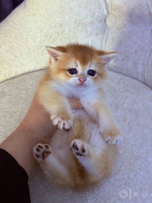 Чистакровные котята скоттиш страйт мальчик и девочка