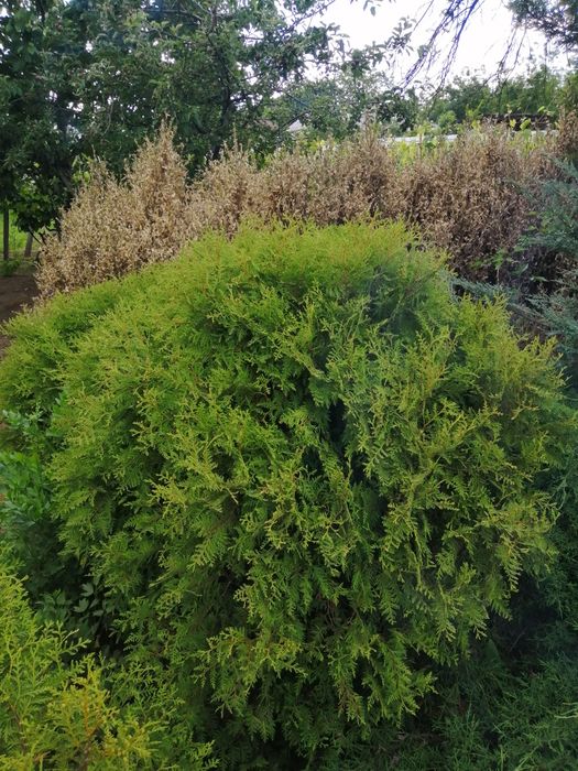 Thuja smaragd (tuia) 1 m -  2 m - plante ornamentale