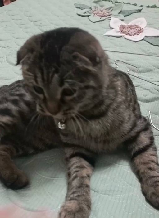 Mushuk scottish fold