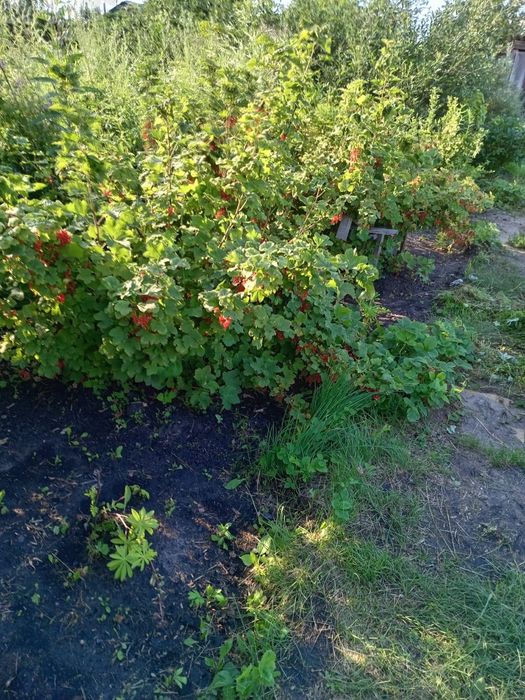 Продажа дачи в новопаловке