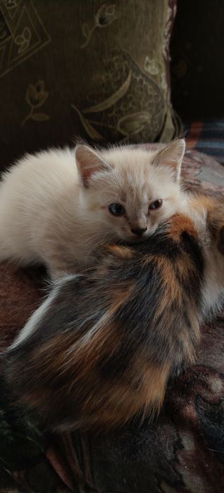 Котята для удачи!