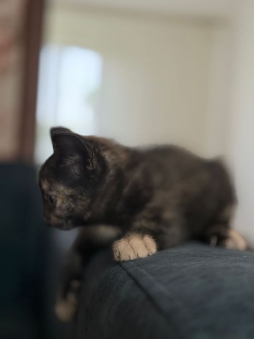 Отдам котят в хорошие руки