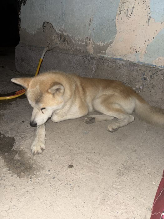 Хатико вязкаға ұсынылады