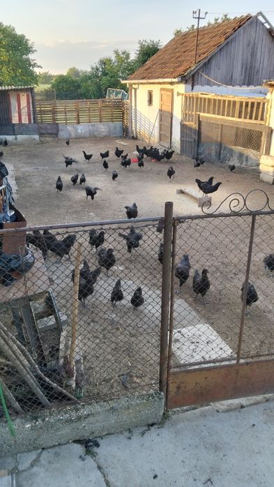 Austrolop negru .