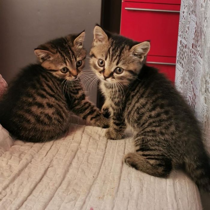 Хорошеньккий Котенок