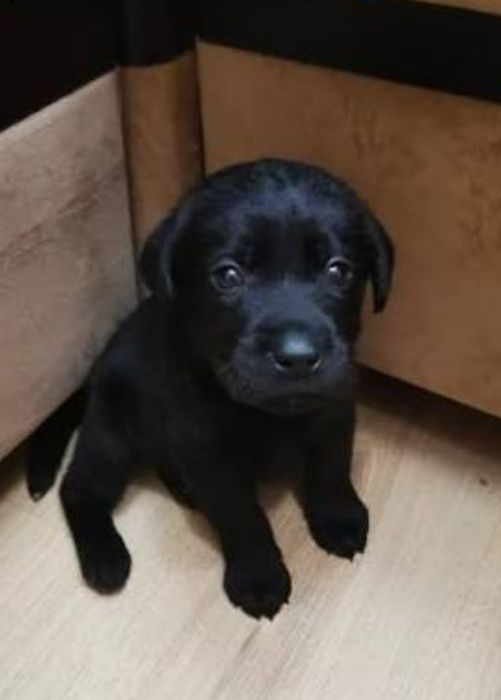 Щенки лабрадора мальчики и девочки