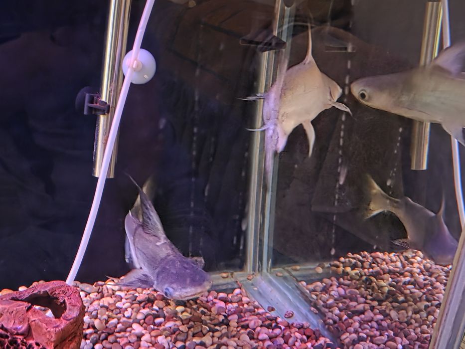 Akvarium baliqlari sotiladi.
