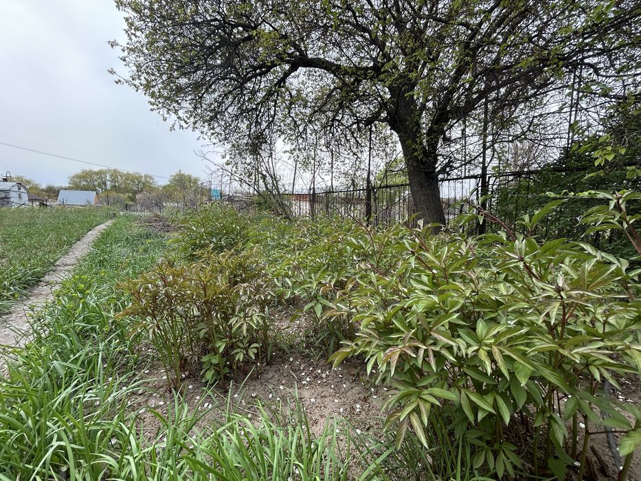 Дача Заря Востока