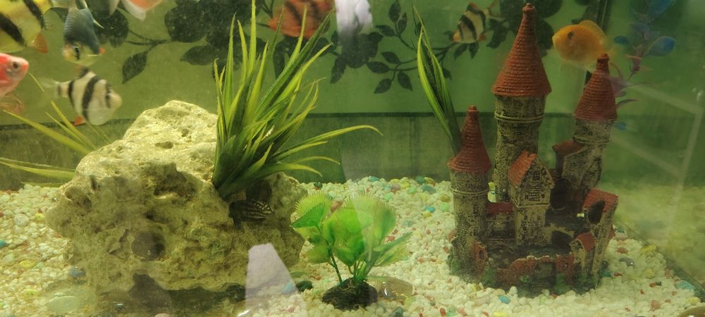 Acvariu 120 l complet