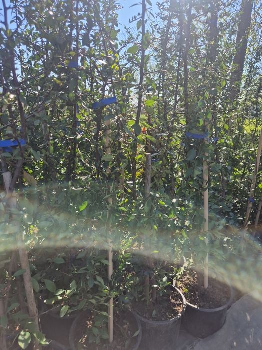 Piracanta  Red column