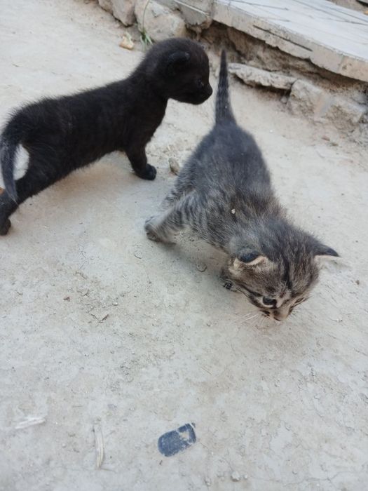 Котята милые маленькие