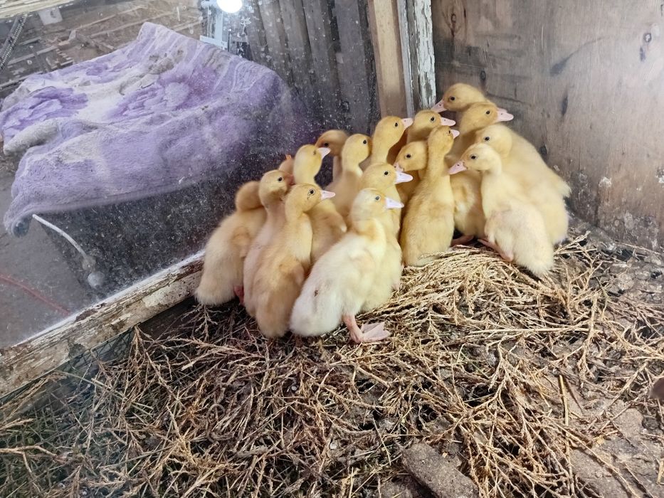 Утка Агидель двух недельный