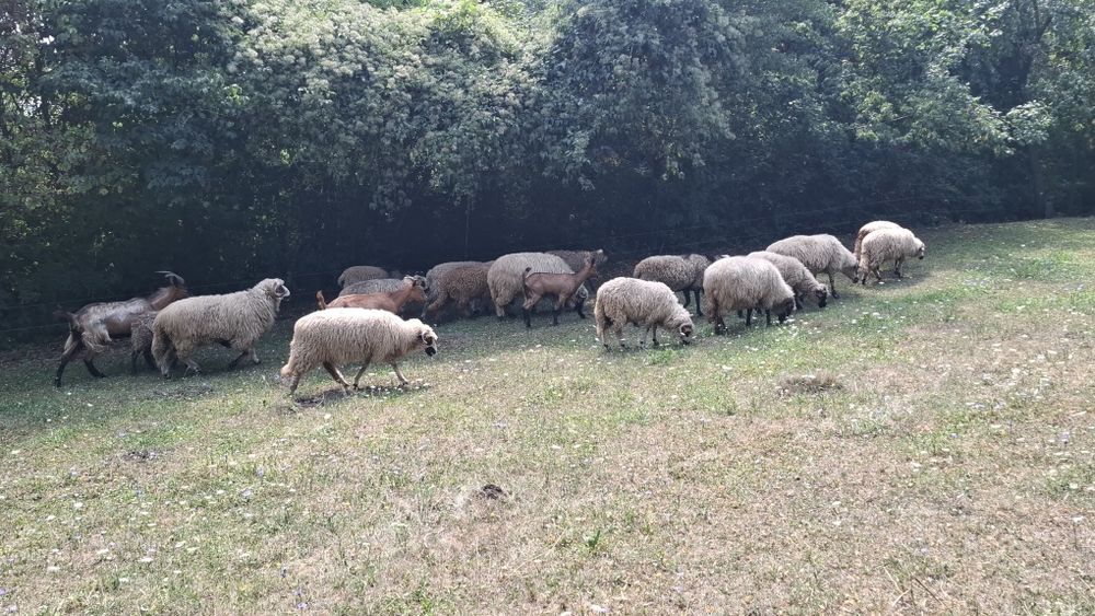 Vand miei de sacrificat