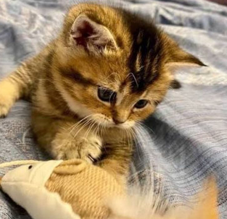 Британские Шиншиллы