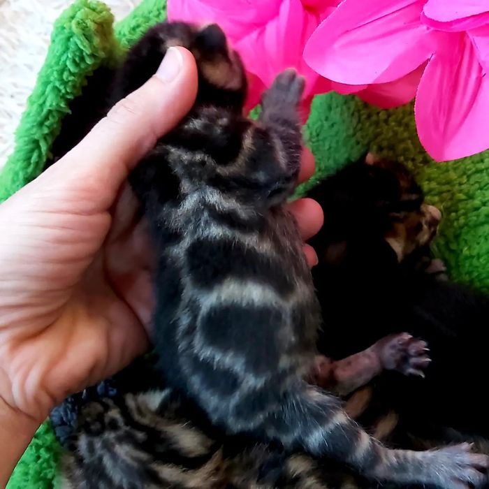 Бенгальские РОСКОШНЫЕ  Котята!