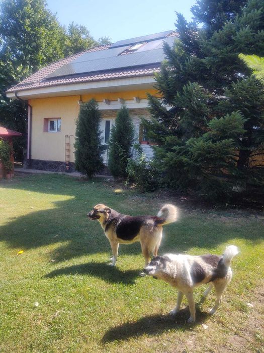 Casa de vanzare in Com. RECEA