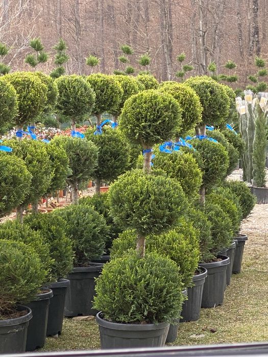 Yucca la ghiveci si plante