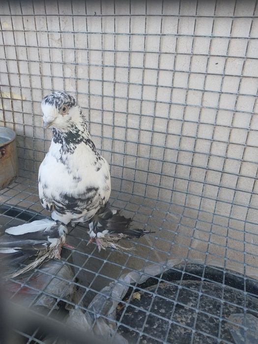 Продам  голубя один