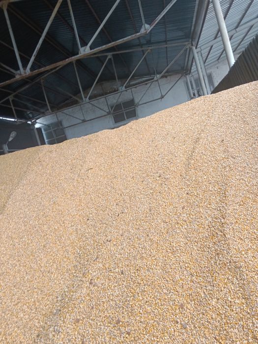 Vând porumb recoltat 2025