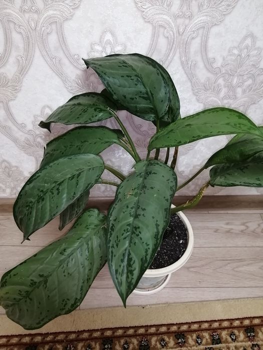 Аглаонема. Домашнее растение