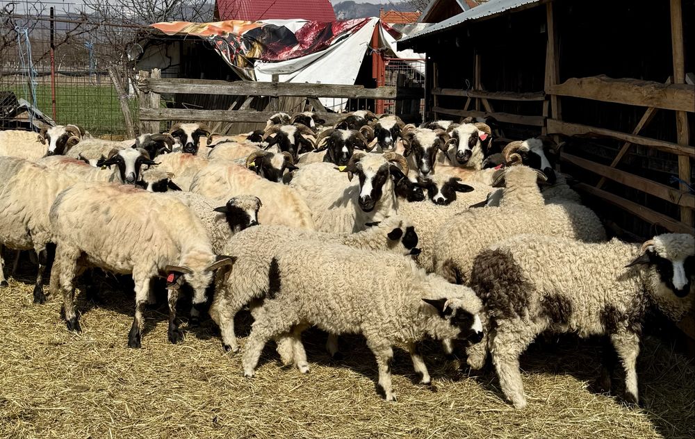 Miei și mieluțe breze de vânzare