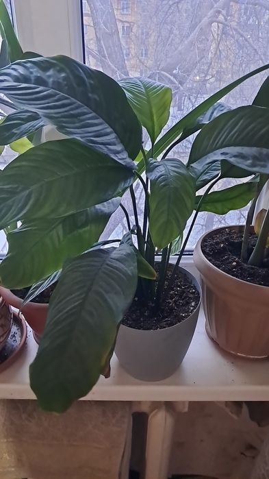 Продам цветы от 2000тенге