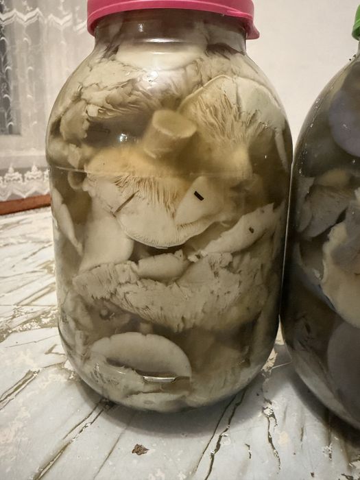 Продам грибы рядовка!!!