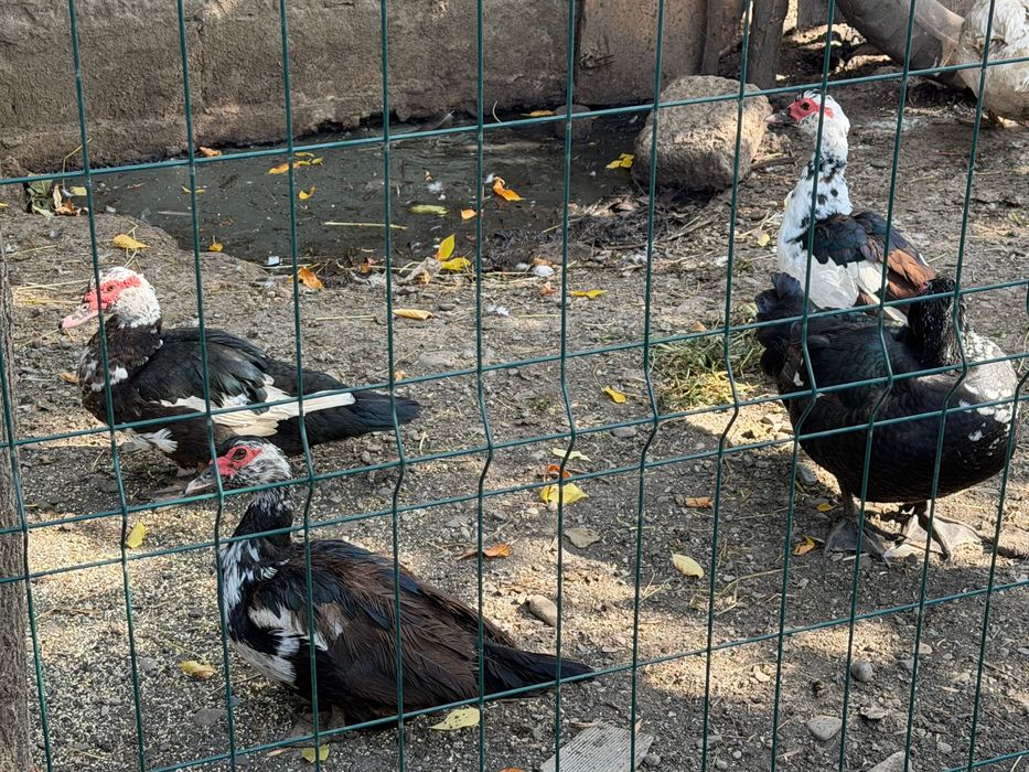 Animale de vânzare