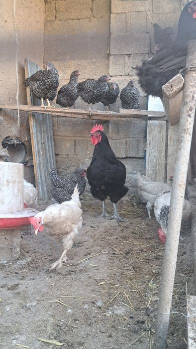 Джерсийский гигант