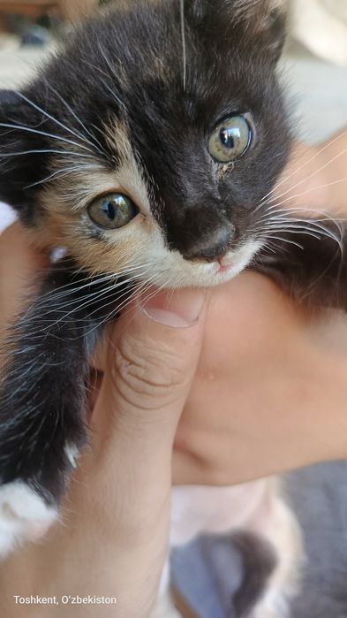 Zotor_mushuk tugatilgan