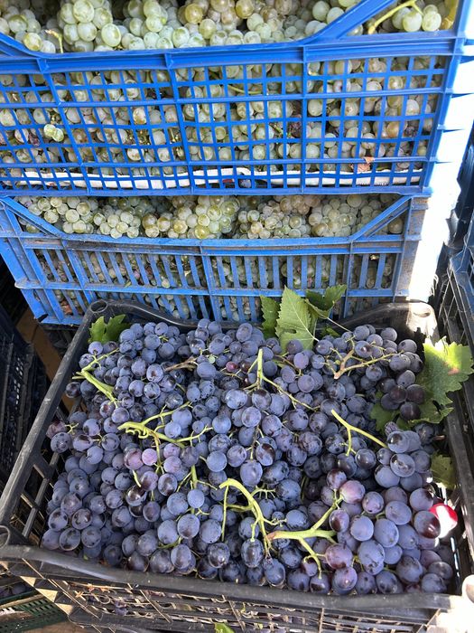 Must proaspat - Ottonel, Hamburg