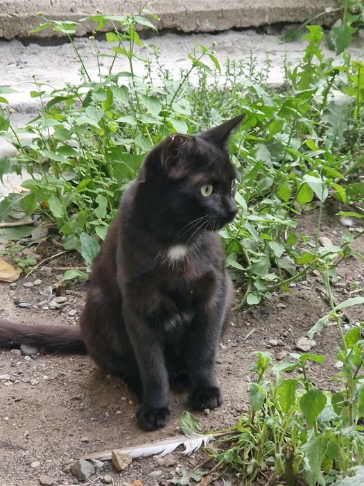 Отдам даром котёнка