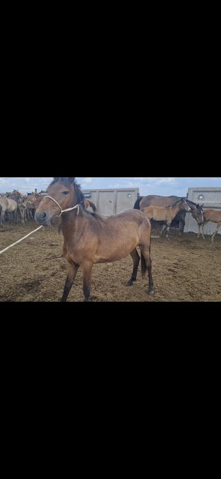 Продам байтал спокойная