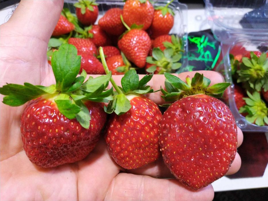 Ягоди разсад - лятна кампания