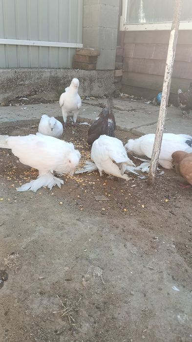 Vând porumbei Uriaș Maghiar..