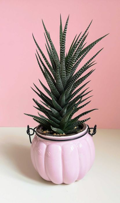 Хавортия, суккулент